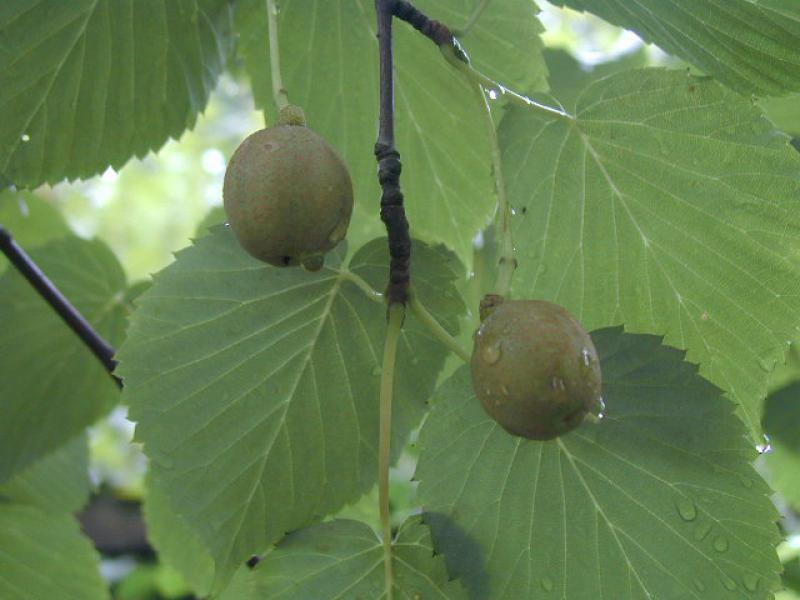 Näsduksträd, Davidia involucrata vilmoriniana