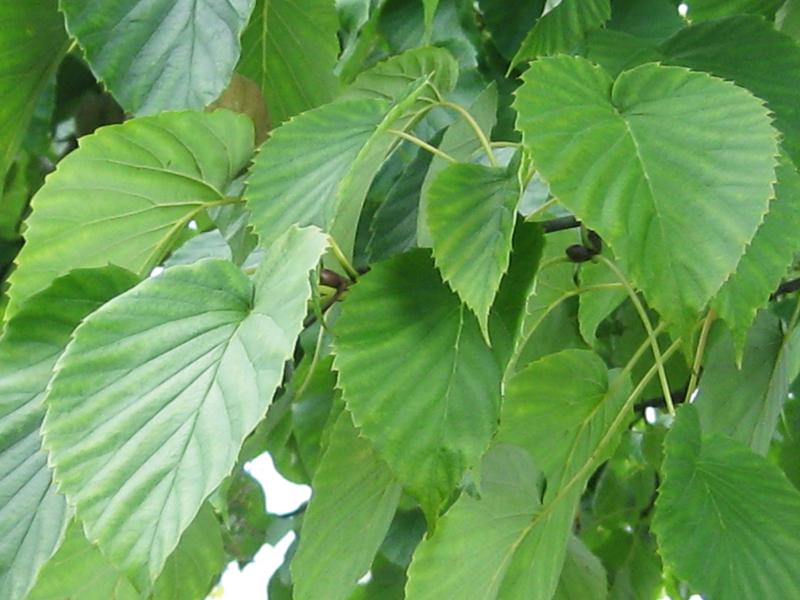 Davidia involucrata vilmoriniana - grünes Laub