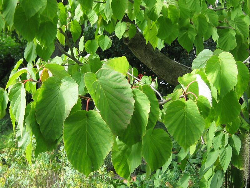 Davidia involucrata vilmoriniana - frischgrünes Laub