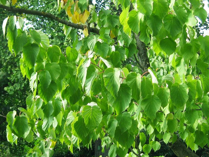 Grüne Blätter des Taschentuchbaumes mit beginnender Herbstfärbung