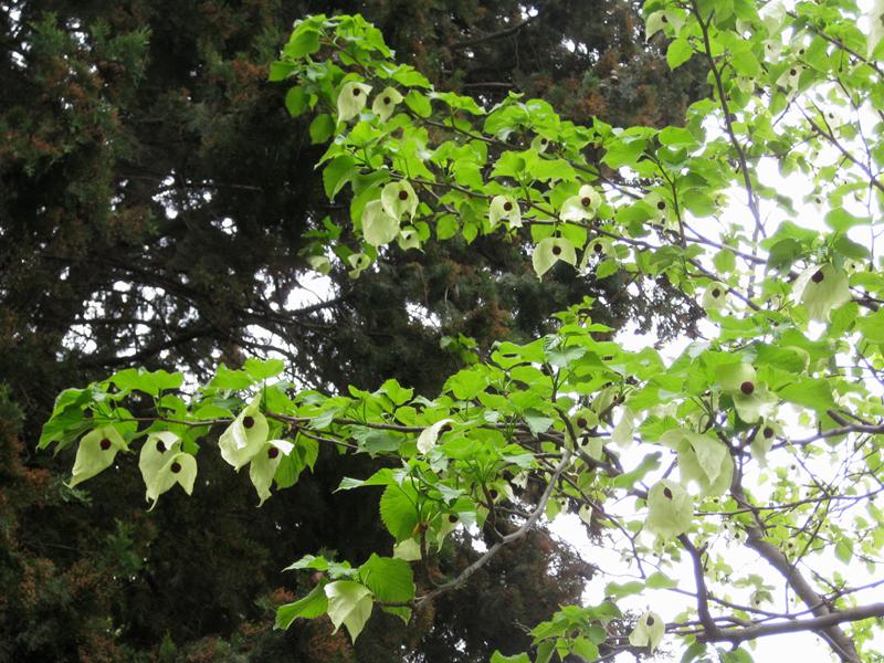 Taschentuchartige, weiße Blüten des Taschentuchbaums