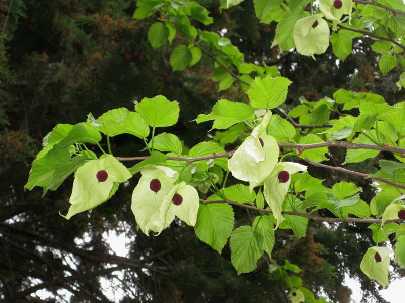 Näsduksträd, Davidia involucrata vilmoriniana