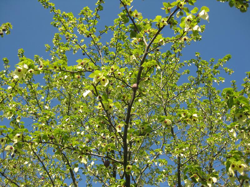 Der Taschentuchbaum in voller Blüte im April