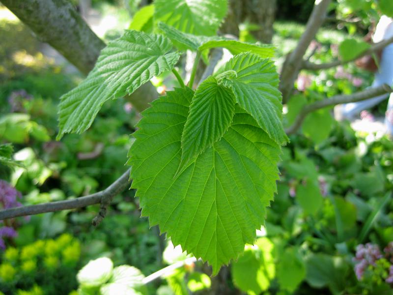 Taschentuchbaum: Frischer Austrieb im April