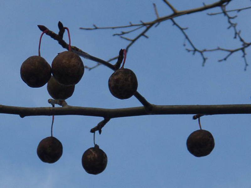 Winterlicher Fruchtschmuck des Taubenbaumes