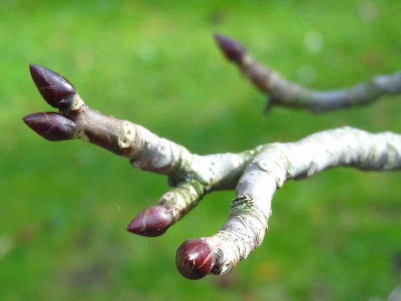 Die Winterknospen von Davidia involucrata vilmoriniana