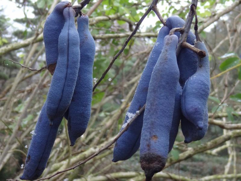 Stecklinge Blaugurke Decaisnea fargesii winterhart exotisch Obstbaum für draußen 