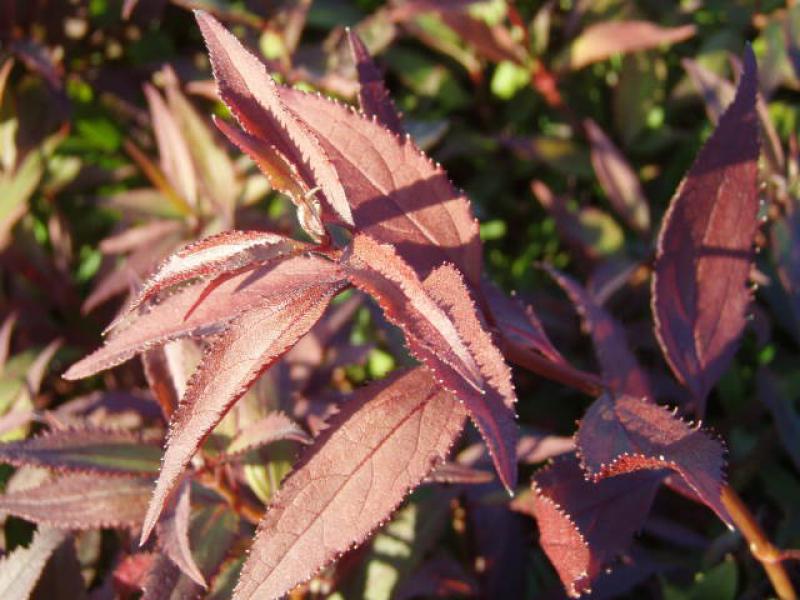 Rotes Herbstlaub der Zwergdeutzie Nikko