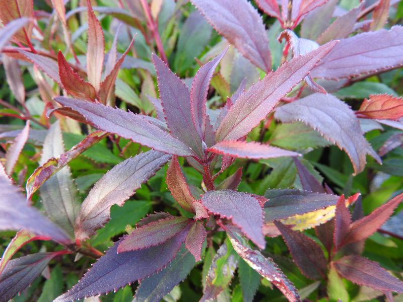 Dunkelrotes Herbstlaub der Zwergdeutzie Nikko