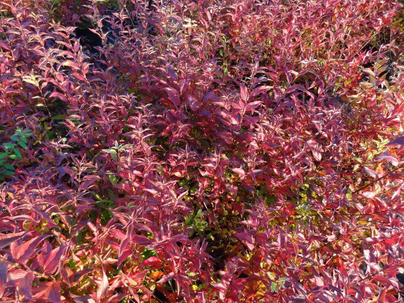 Zwergdeutzie mit Herbstfärbung