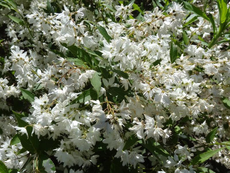 weiße Blüte von Deutzia gracilis