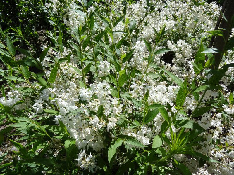 Maiblumenstrauch im Juni