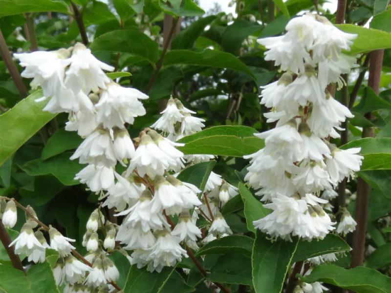 Weiße Blütenpracht bei Deutzia magnifica