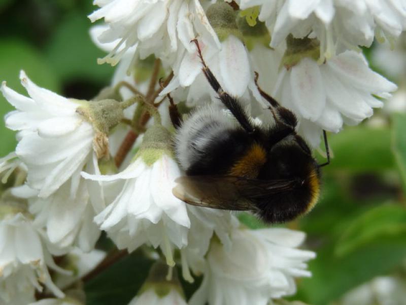 Auch bei Hummeln beliebt: Blüten der Prachtdeutzie