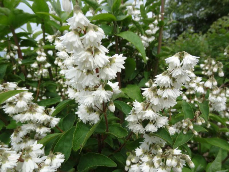 Deutzia magnifica blüht meist Ende Mai