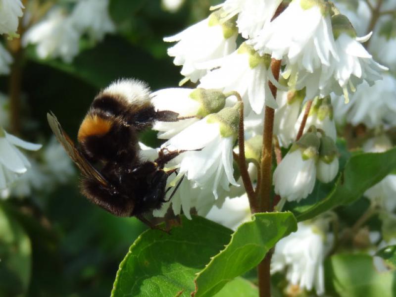 Stark gefüllte Blüten der Deutzia magnifica