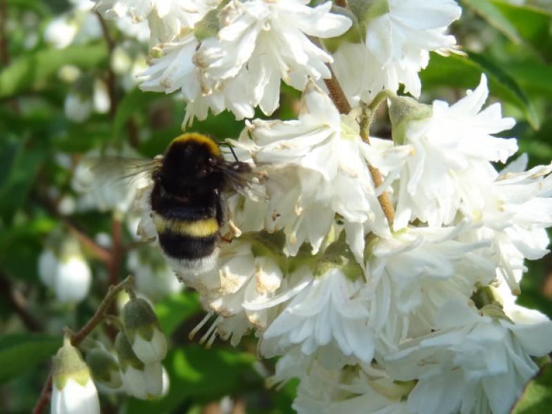 Weiße Blüte vom Hohen Sternchenstrauch