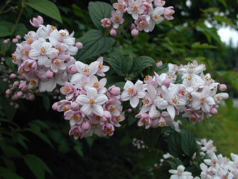 Rosendeutzie - rosa Blüten