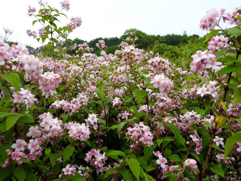 Rosendeutzien in der Baumschule in Blüte