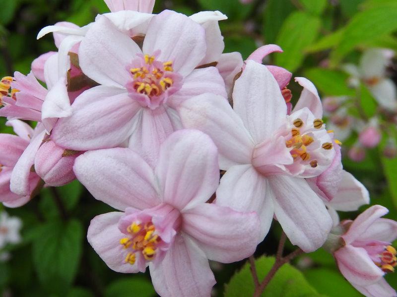 Filigrane rosa Blüte - Deutzia Mont Rose