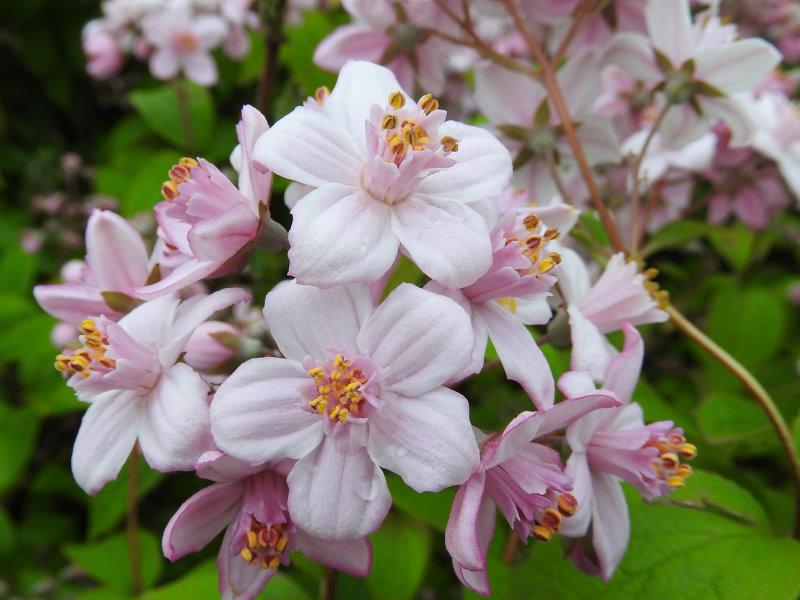 Deutzia Mont Rose - zarte rosa Blüten