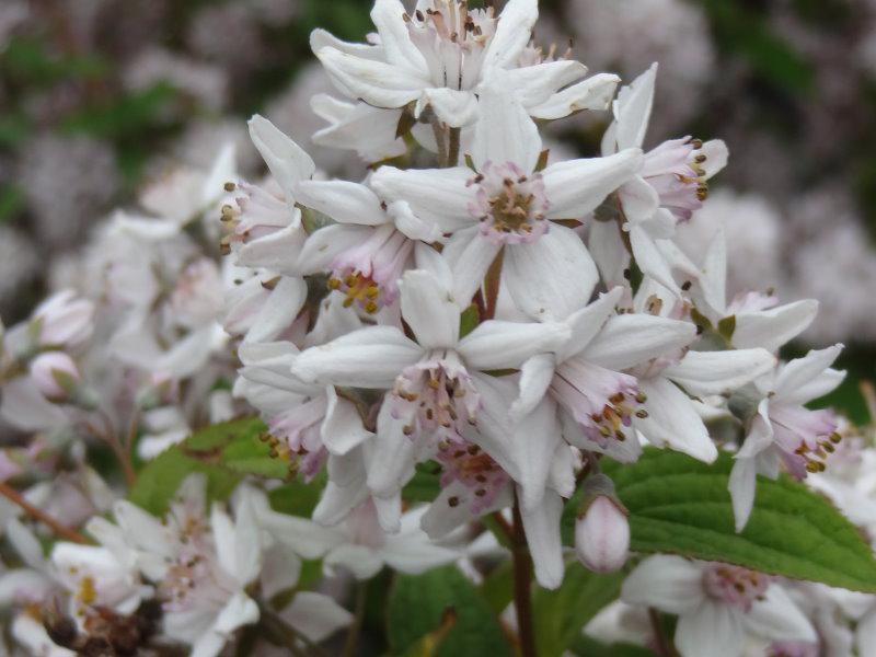 Rosa Blüte - Deutzia hybrida Mont Rose