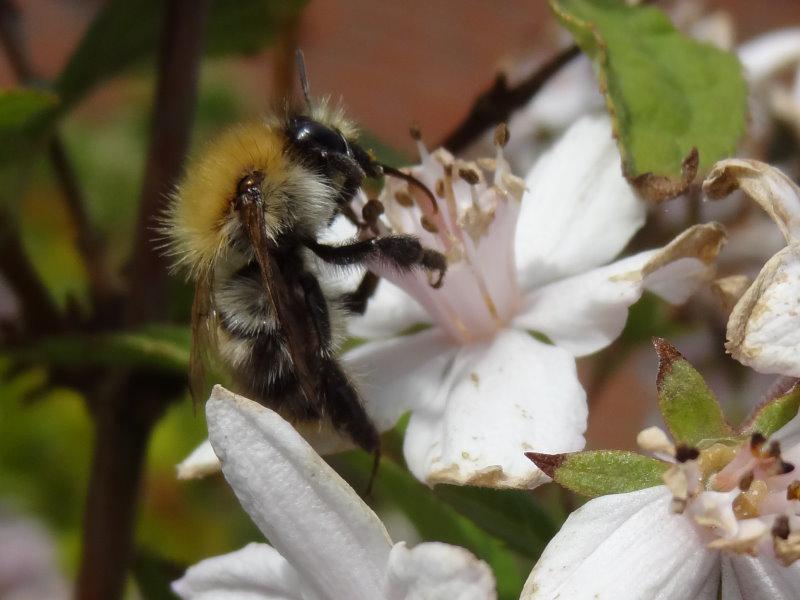 Biene auf Deutzia Mont Rose