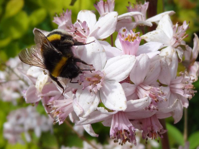 Rosendeutzie im Sommer