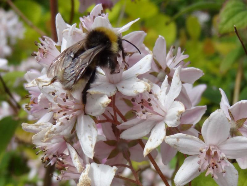 Blüte Deutzia Mont Rose