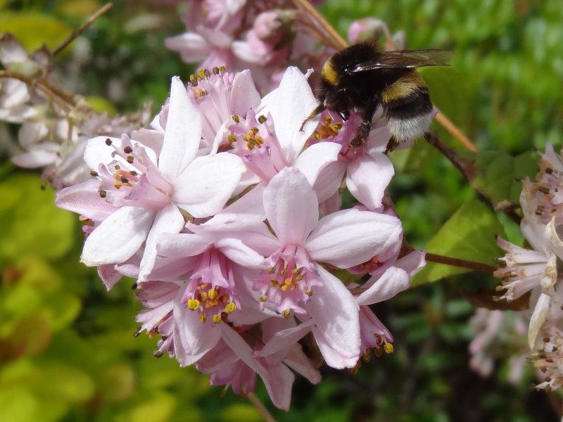 Rosendeutzie als Bienennährgehölz