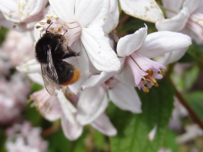 Hummel auf Nahrungssuche auf Deutzia Mont Rose