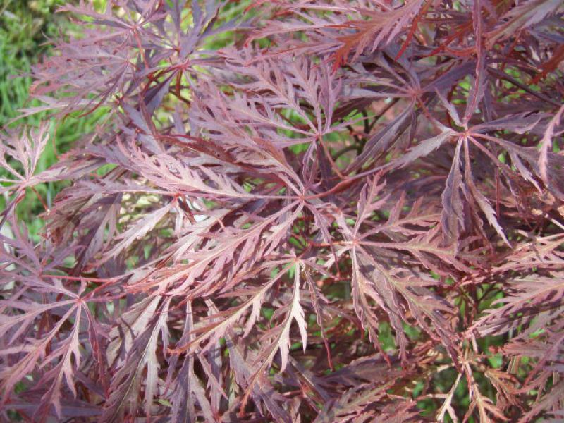 Geschlitzter Blut-Fächerahorn (Acer palmatum Dissectum Garnet) - tief eingeschnittene Blätter