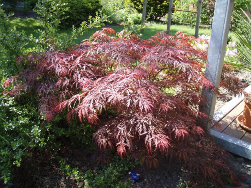 Geschlitzter Blut-Fächerahorn (Acer palmatum Dissectum Garnet) - filigrane rote Blätter