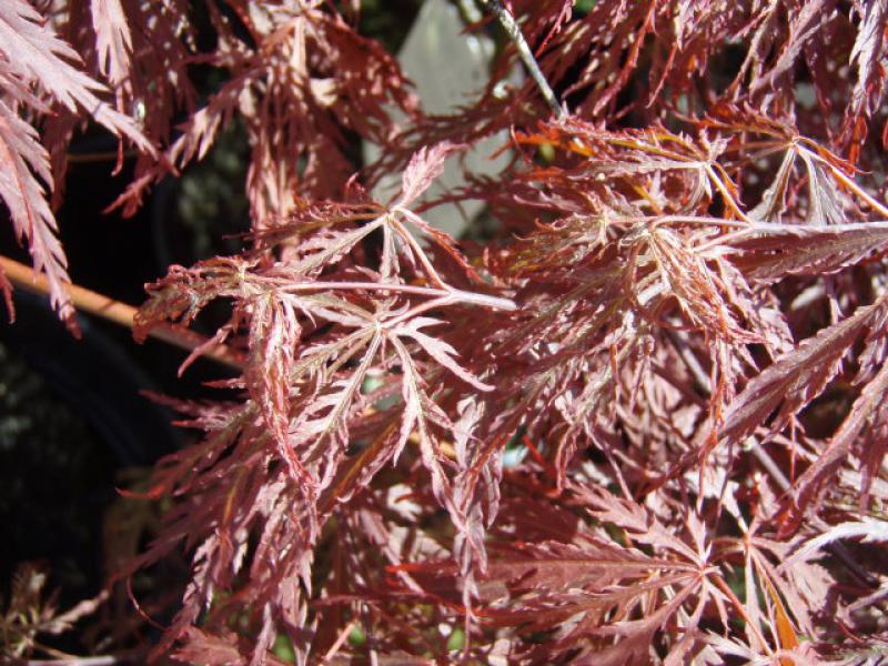Dunkelrote Blätter des Geschlitzten Blut-Fächerahorns (Acer palmatum Dissectum Garnet)