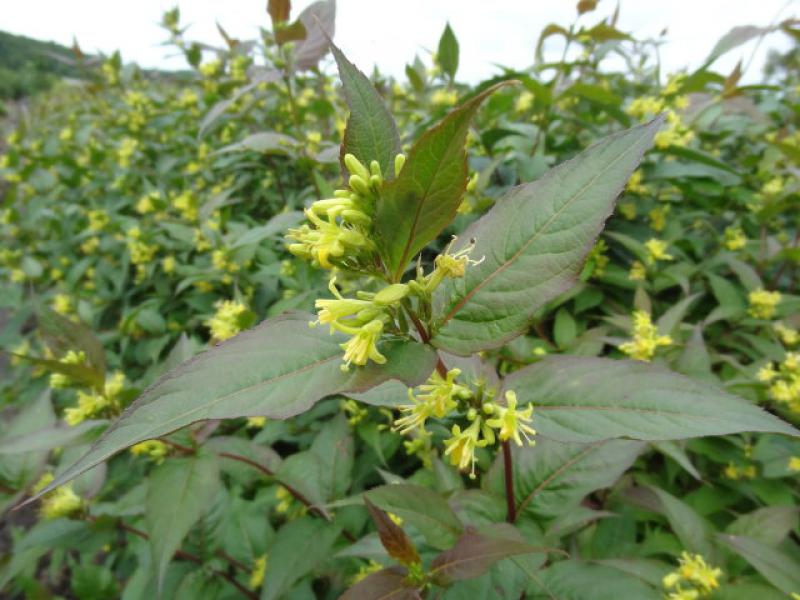 Diervilla sessilifolia in gelber Blüte