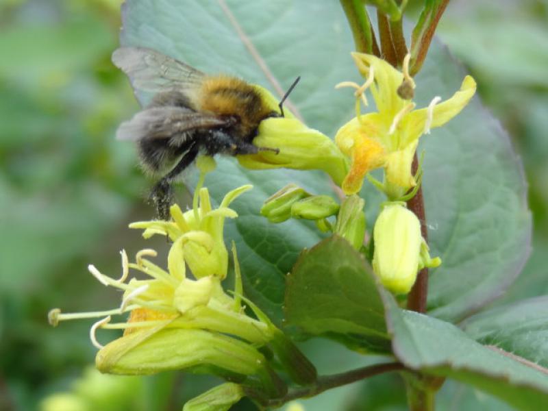 Schwefelgelben Blüte der Diervillie