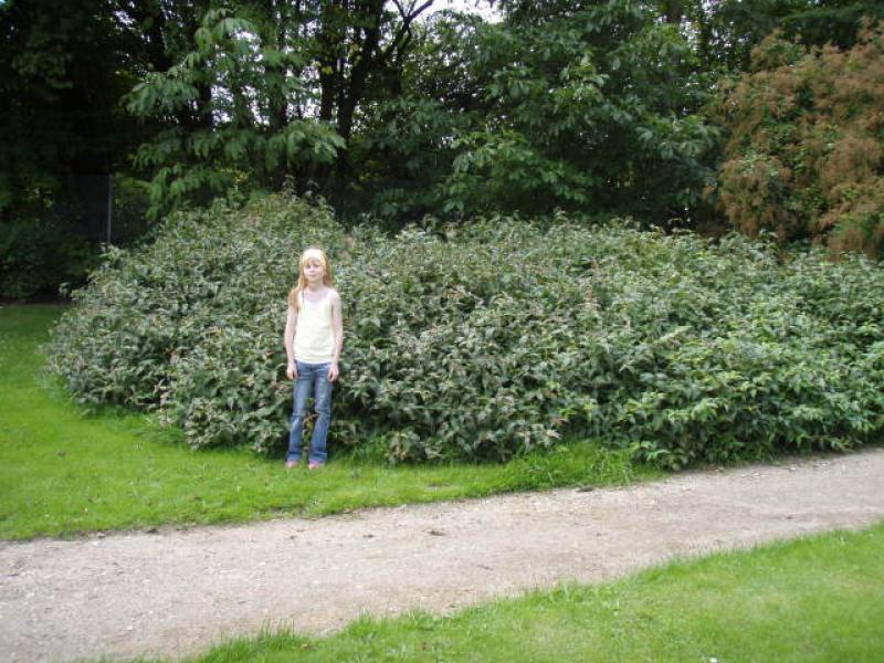 Ideal als Flächendecker: Diervillia sessilifolia