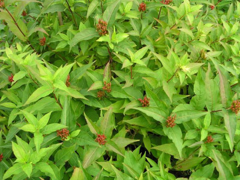 Diervilla sessilifolia mit herbstlichem Fruchtschmuck