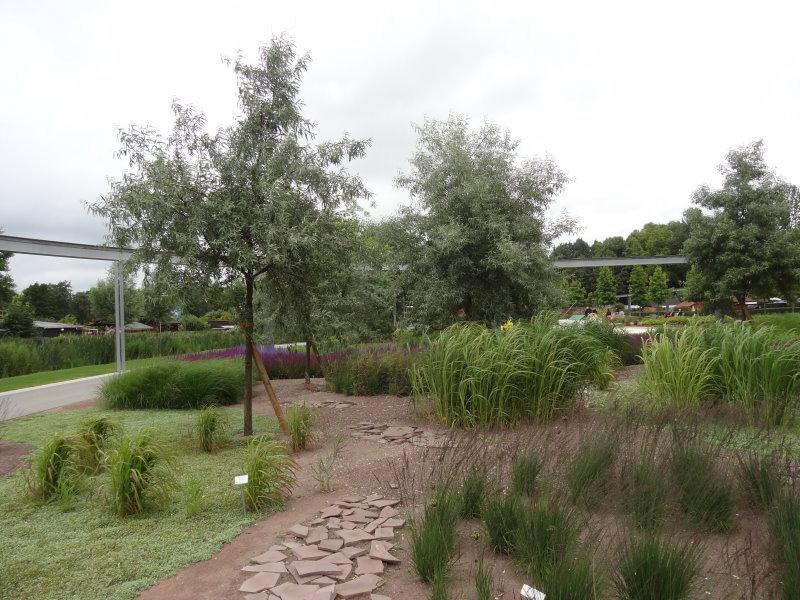 Elaeagnus angustifolia als Hochstamm auf der IGS in Hamburg