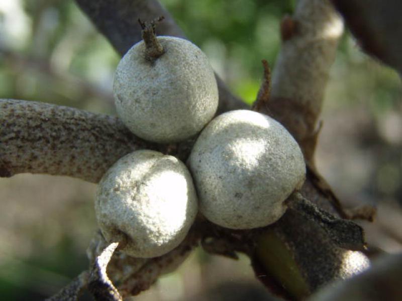 Silbrig bereifte Früchte von Elaeagnus commutata