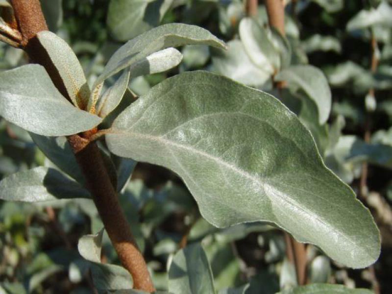 Sommerliches Blatt von Elaeagnus commutata