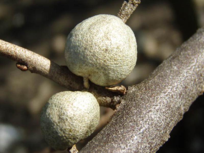 Frucht der Silberölweide in der Nahaufnahme