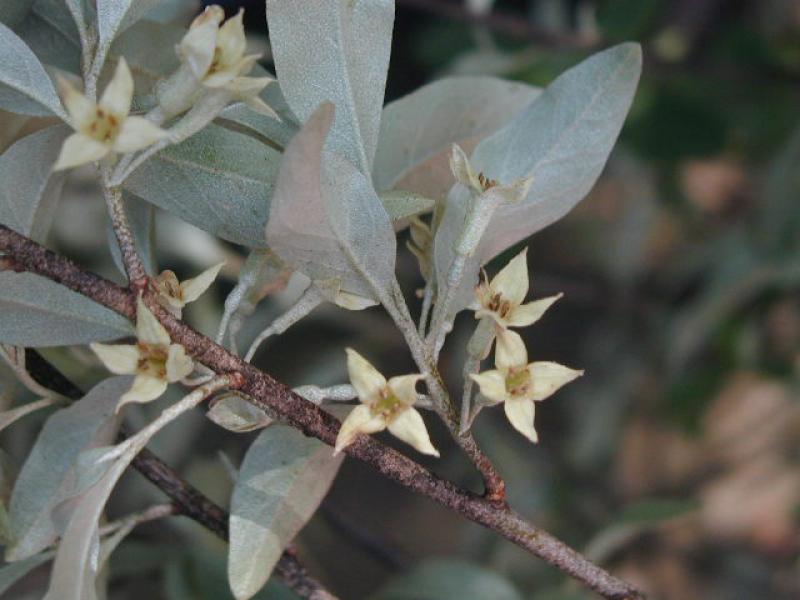 Silberölweide Zempin - silberne Blätter und gelbe Blüten