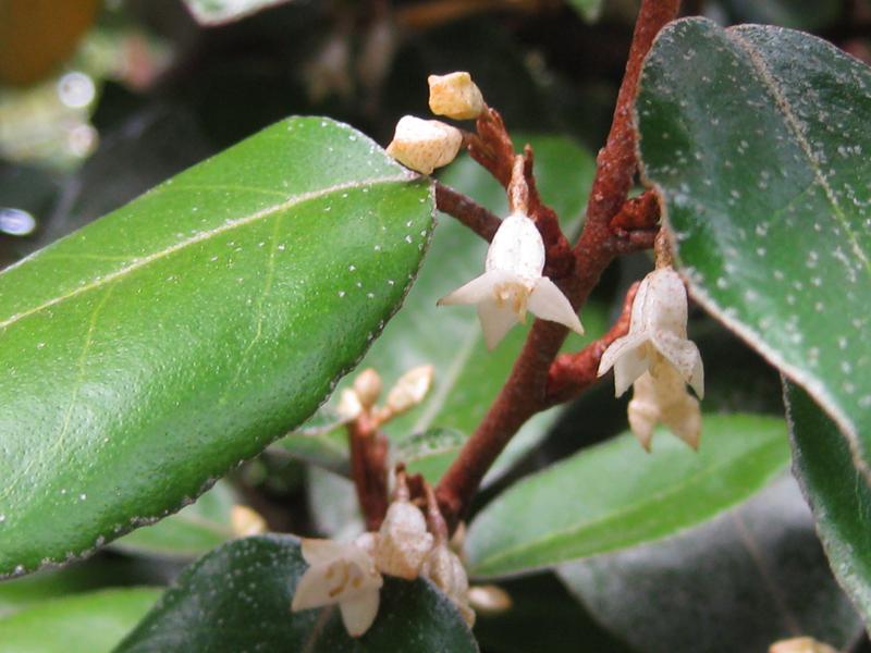 Die Blüten der wintergrünen Ölweide duften intensiv.