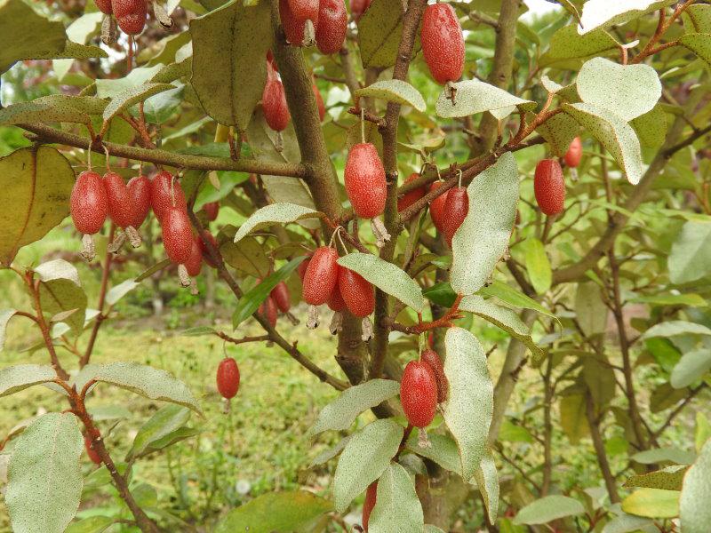 Rote Früchte der Wintergrünen Ölweide