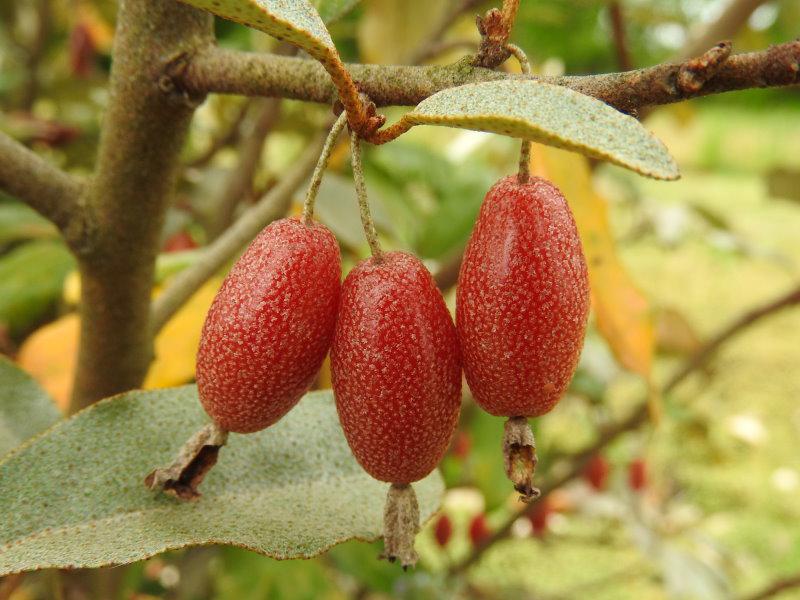 Essbare Früchte der Wintergrünen Ölweide