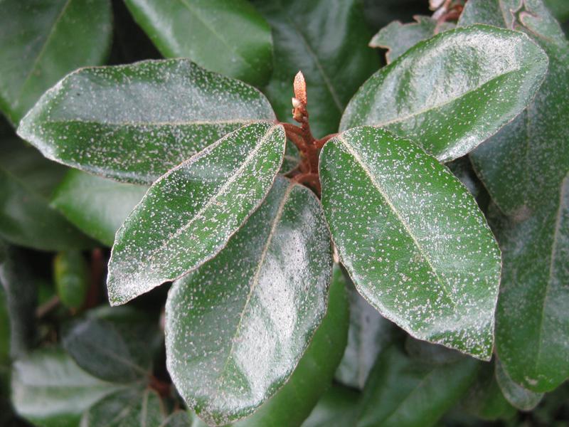 Grünes, glänzendes Laub der Elaeagnus ebbingei