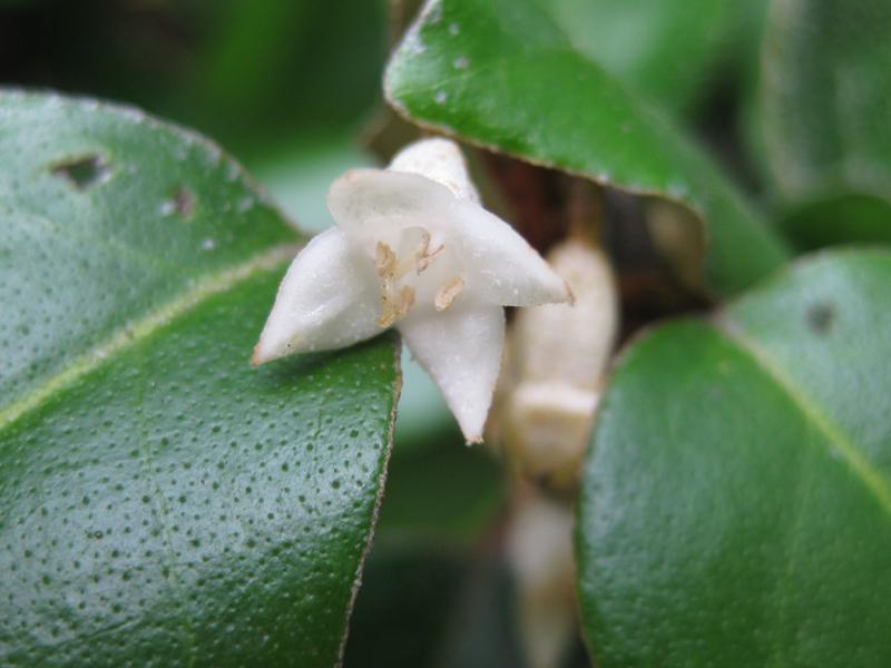 Wintergrüne Ölweide - cremeweiße Blüte