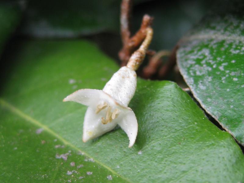 Weiße Einzelblüte der wintergrünen Ölweide