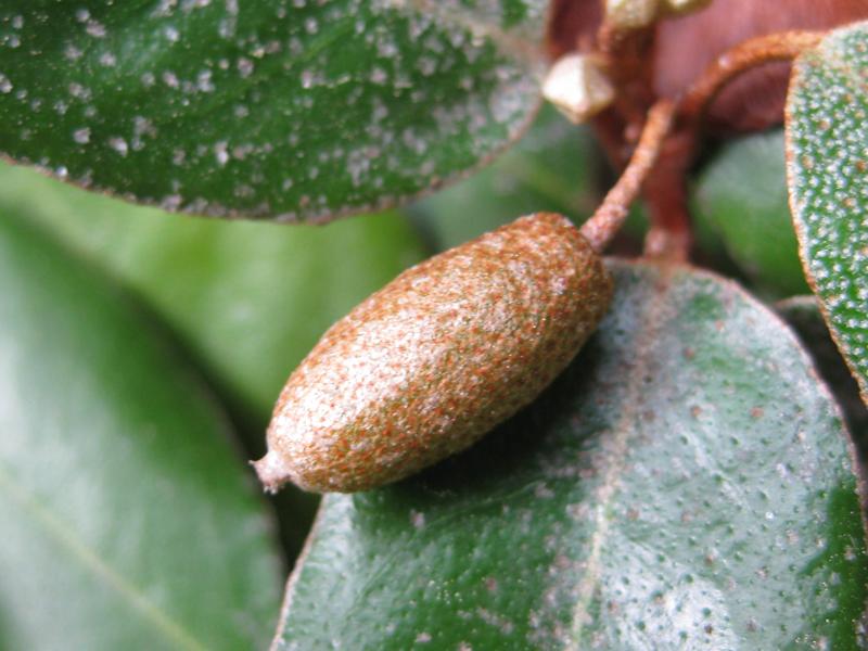 Wintergrüne Ölweide - unreife Frucht